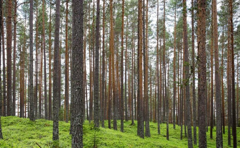 Devis d&rsquo;artisan : les mentions obligatoires, la validité et l&rsquo;acompte